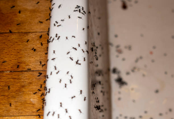 Pest Control Cost in Tri City, OR